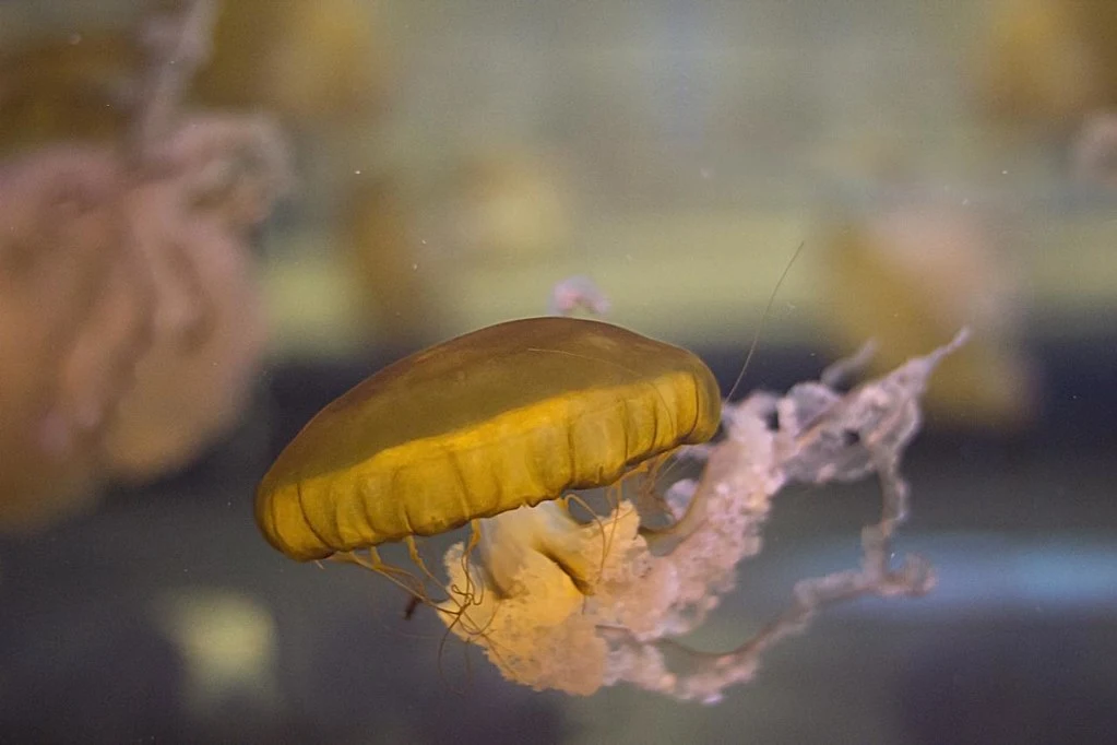 Rref Tank Shark Reef Aquarium Tickets & Guide | VisitSeeker